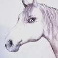 Pferd für Lokal, 200x180 im Detail 