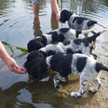 Prägung des A-Wurfs vom Dorffeld 2019 am Wasser