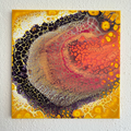Mytilus non edulis, 30cm x 30cm