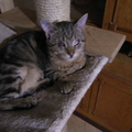 Tobie
