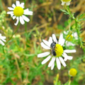 Quelle: Bienen & Umwelt