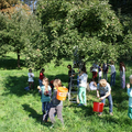 Apfelernte mit einer Schulklasse im Siebengebirge