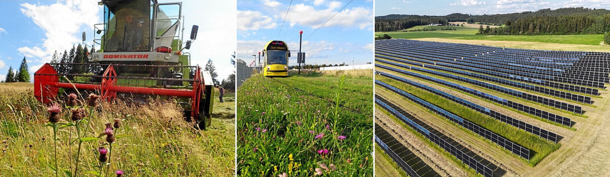 Blumenwiesen für Solarpark, Gleisbett oder an Strassenrändern
