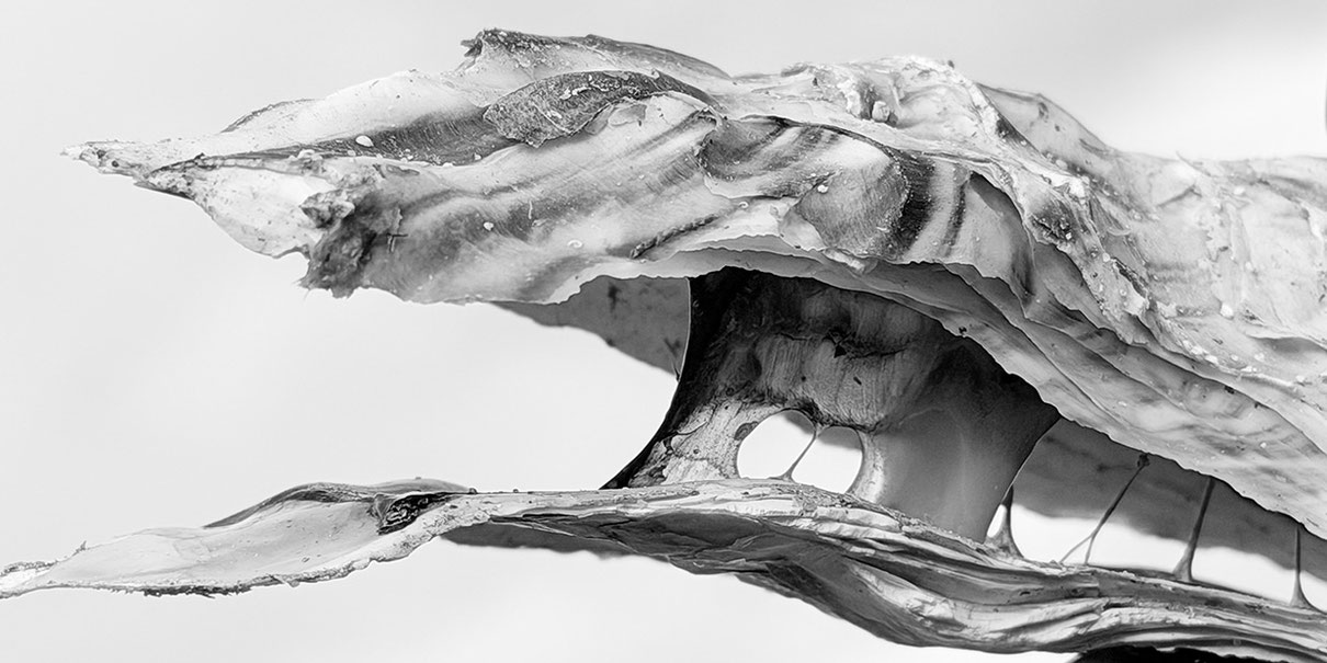 Traci Kelly + Gabrielle Zimmermann. PROSTHETIC IMAGINATIONS #001. ltd. Flyer motive, oyster