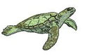 Schildkröte 1