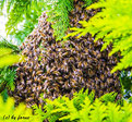 Bienenschwarm in der Baumschule
