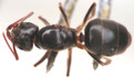 Lasius rabaudi