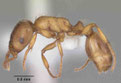 Strongylognathus caeciliae