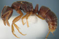 Hypoponera eduardi