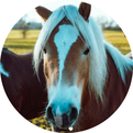 Tierkommunikation, Tier-Mensch-Coaching, Verbindung stärken, Verbindung, Vertrauen, Vertrauen zwischen Mensch und Tier, Kontakt zu Tieren, Hund, Pferd, Katze, Balance, Tierwohl, Herz zu Herz, Energiearbeit, Coaching, achtsamer Umgang mit Tieren
