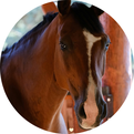 Tierkommunikation, Tier-Mensch-Coaching, Verbindung stärken, Verbindung, Vertrauen, Vertrauen zwischen Mensch und Tier, Kontakt zu Tieren, Hund, Pferd, Katze, Balance, Tierwohl, Herz zu Herz, Energiearbeit, Coaching, achtsamer Umgang mit Tieren