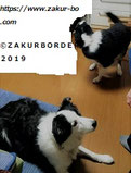 ＺＡＫＵＲＢＯＲＤＥＲ（サクールボーダー）ブログ、ボーダーコリーＭ＆Ｅ２０２１１２０３使用画像