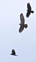 Rabenkrähen attakieren einen Bussard