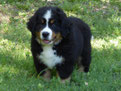 chiot bouvier bernois