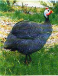 PERLHÜHNER