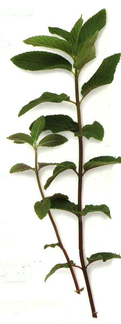 LAROUSSE, "Encyclopédie des Plantes Médicinales"