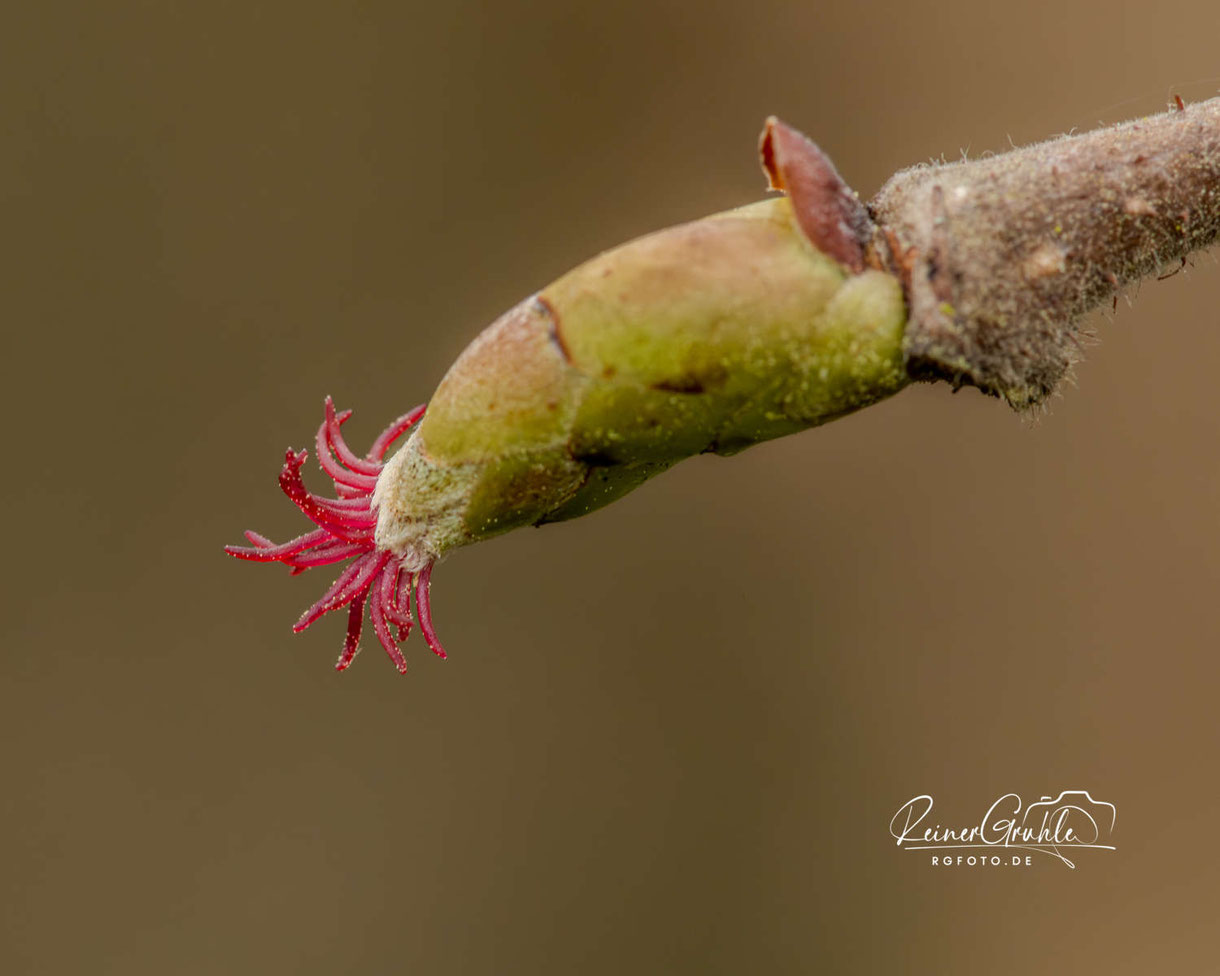Weibliche Blüte der Haselnuss