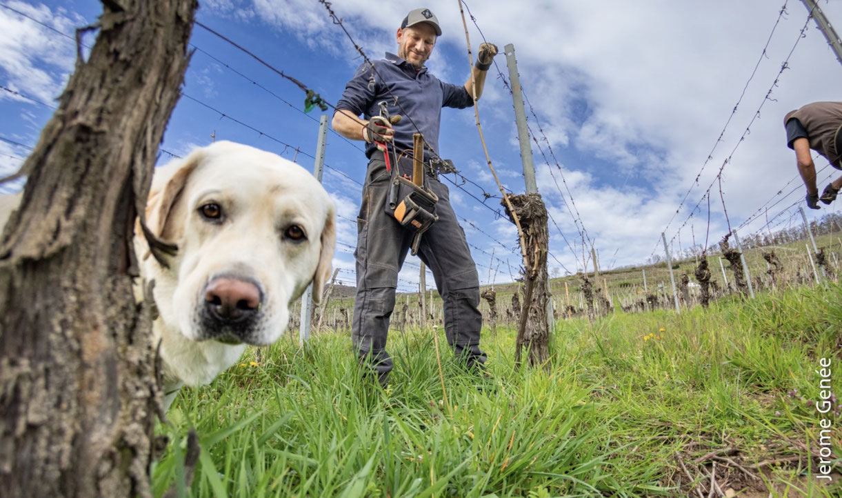 Viticulture régénérative – Cheminement avec les artisans du vivant en Alsace