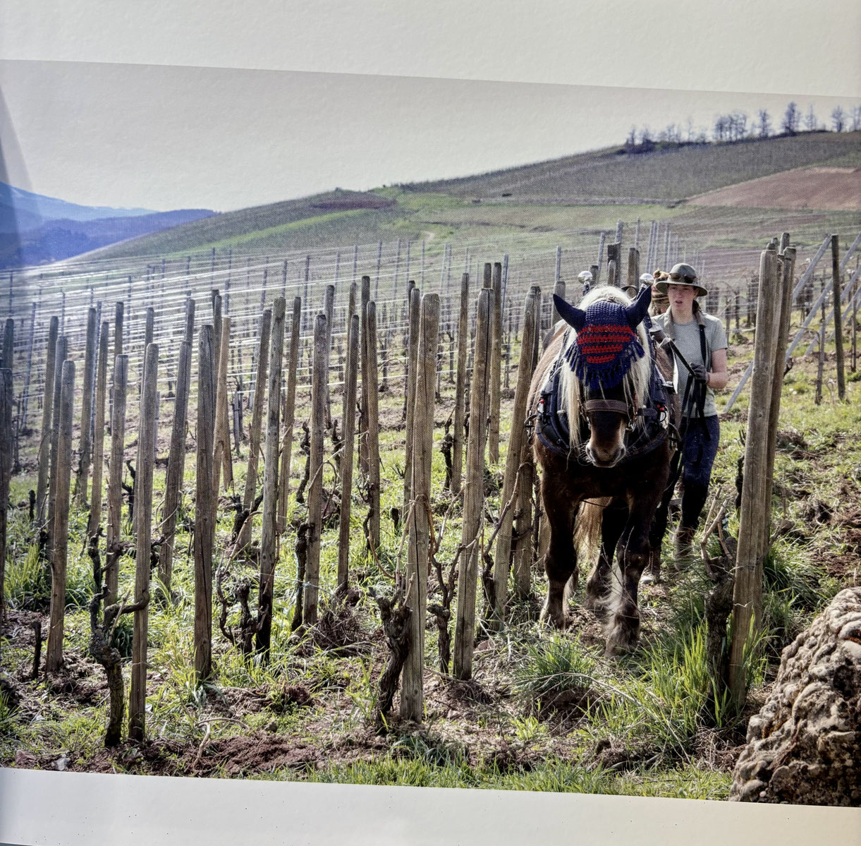 Viticulture régénérative – Cheminement avec les artisans du vivant en Alsace