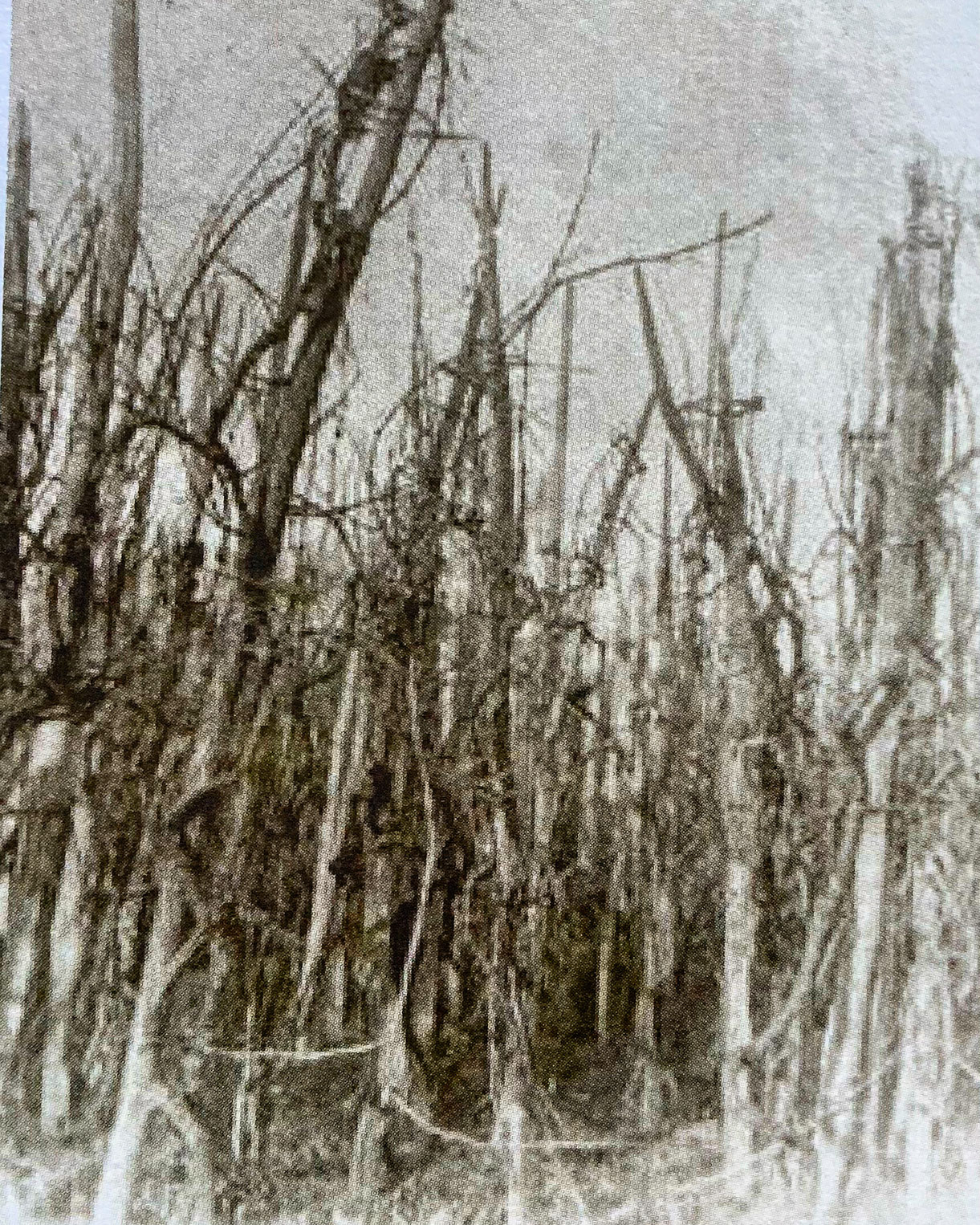 Vignoble de Ribeauvillé en 1880, une très haute densité de vignes à l'hectare et autant d'échalas - photographie : Cercle de recherches historiques de Ribeauvillé et environs , revue N°22