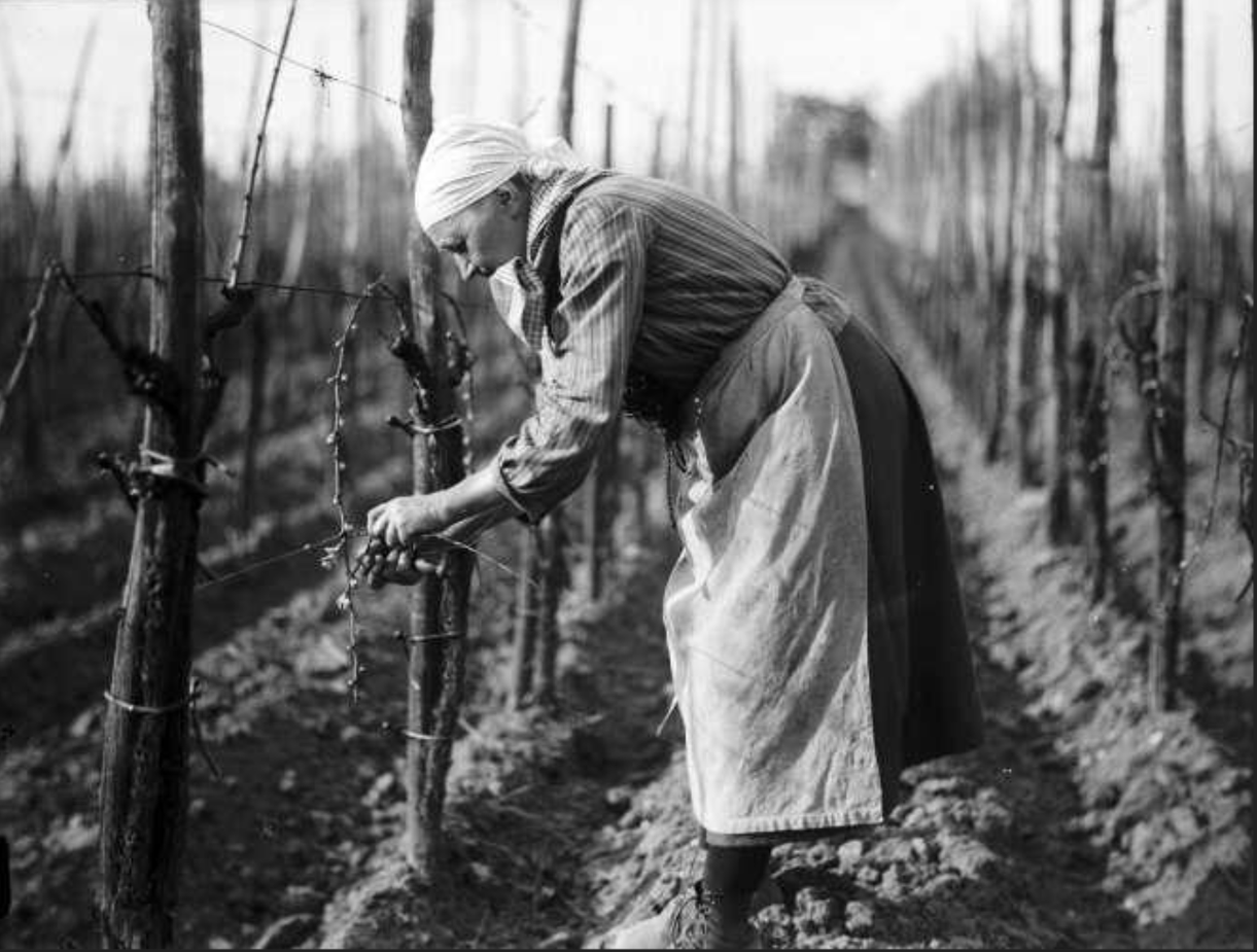 Vignoble alsacien, liage des sarments sur vigne palissée - sans date ( avant 1947) 8 Z 319 - Fonds BLUMER - Archives de la Ville et de l'Eurométropole de Strasbourg 