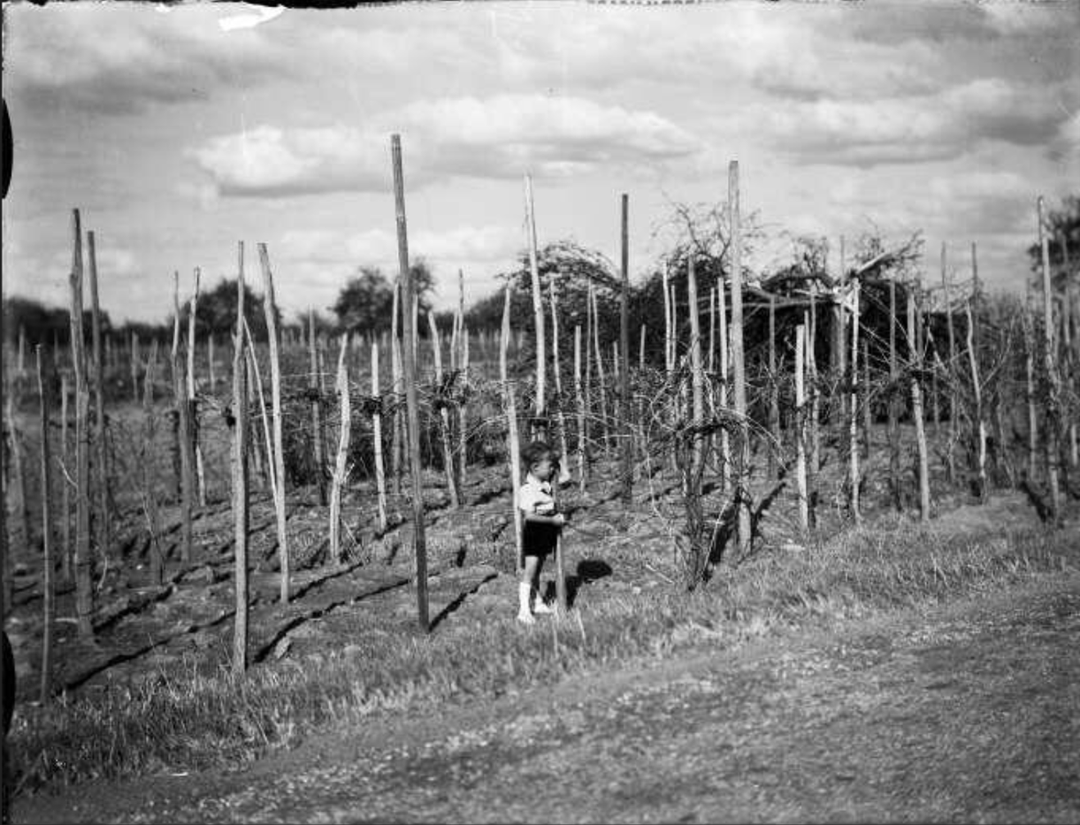 Vignoble alsacien, jeune garçon dans les échalas. - (sans date) avant 1947 - Fonds BLUMER 8 Z 325 - Archives de la Ville et de l'Eurométropole de Strasbourg 