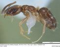 Plagiolepis pygmaea