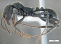 Aphaenogaster senilis