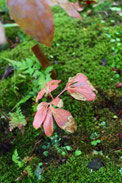 　　　　　11月