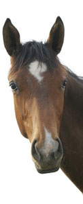 Pferd