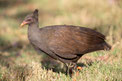 Reinwardthuhn, Orange-footed scrubfowl, Megapodius reinwardt