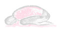 Faszien Yoga Heidelberg Handynacken Balasana Yoga Heidelberg Yogastudio Heidelberg Yogakurse Heidelberg Yogalehrerin Heidelberg