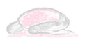 Faszien Yoga Heidelberg Handynacken Balasana Yoga Heidelberg Yogastudio Heidelberg Yogakurse Heidelberg Yogalehrerin Heidelberg