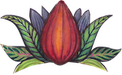 cacao mama cacao pod drawing orange