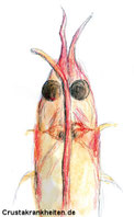 Garnelen mit dem chronischen Erscheinugsbild infizierter Tiere zeigen geknickte Antennen und Deformationen des Rostrums.