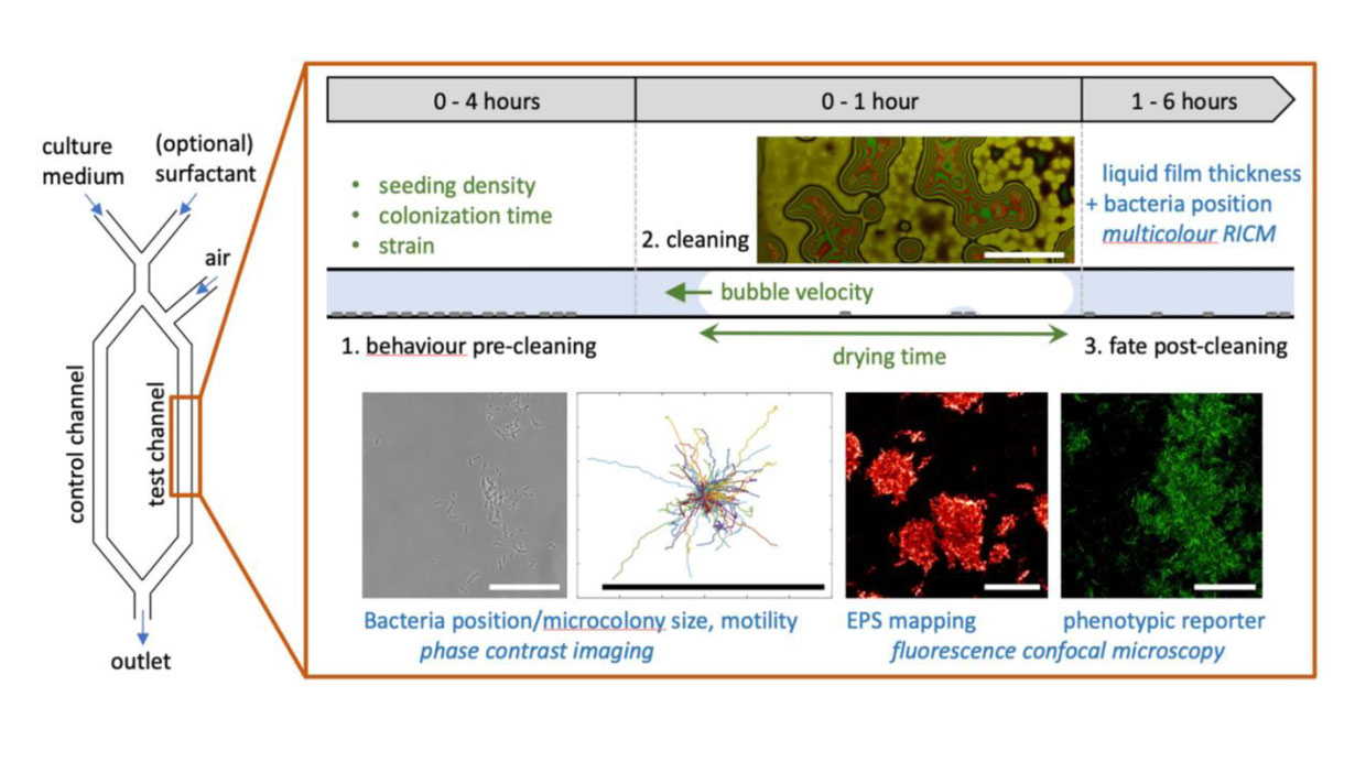 Microfluidic device for testing mechanical cleaning (left), and details of the assays (right). Parameters are shown in green and imaging methods in blue. Phase contrast and fluorescence images are adapted from Gómez-Suárez et al. 2001.