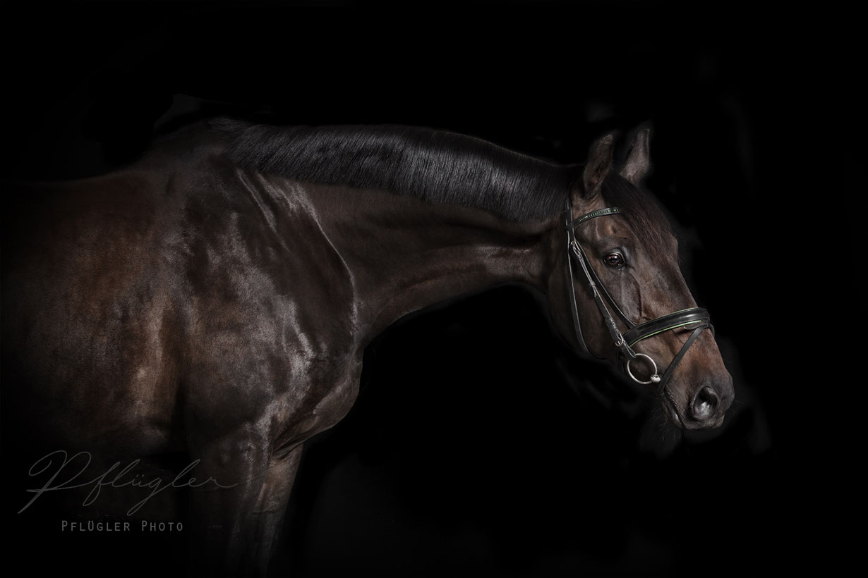 Pferdefotografie Pferde im Fotostudio mit schwarzem Hintergrund. Dunkelbrauner Hengst mit Trense