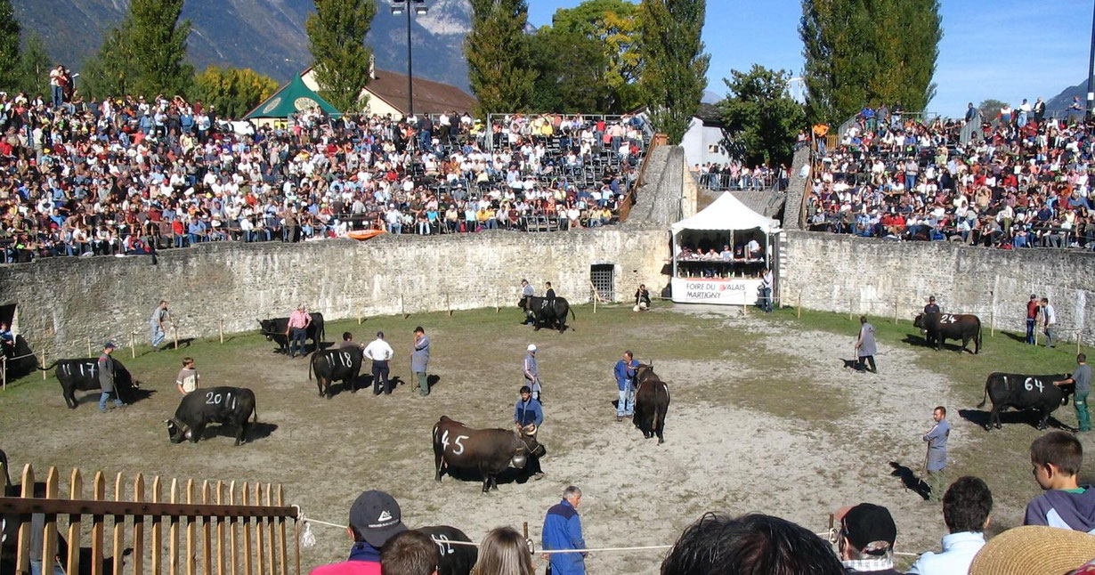 Kuhkämpfe, Combat de Reines, Cowfight, Valais, Wallis, Switzerland, Schweiz, Tradition