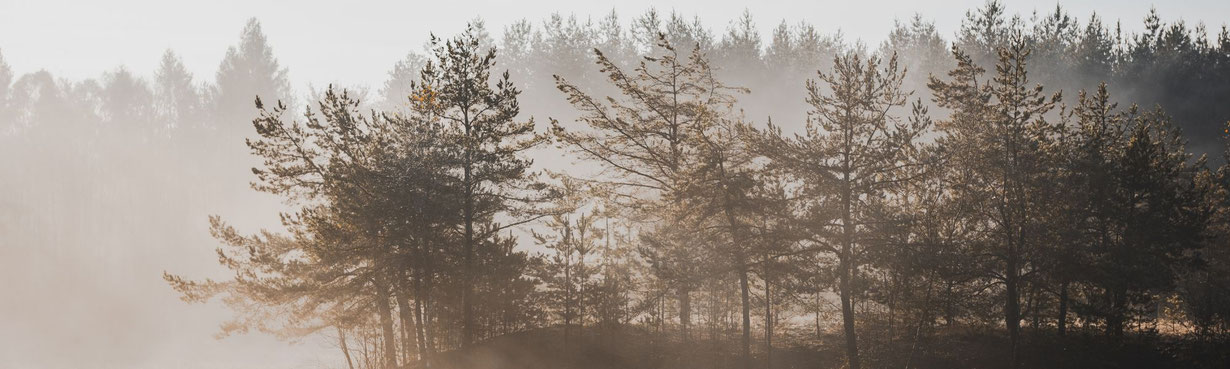 Bäume im Wald im Nebel