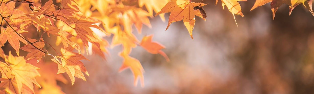 Sanftes Herbstlicht auf goldenen Blättern, ein stiller Moment von Wärme, Bewegung und innerer Resonanz.