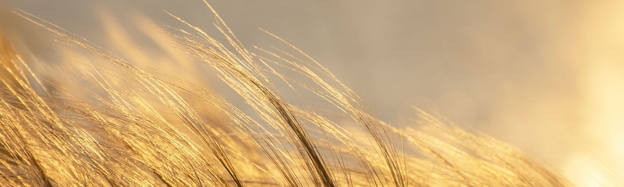 Goldenes, weich bewegtes Gras im Abendlicht, das ein inneres Klima aus Ruhe und feiner Resonanz spürbar macht.
