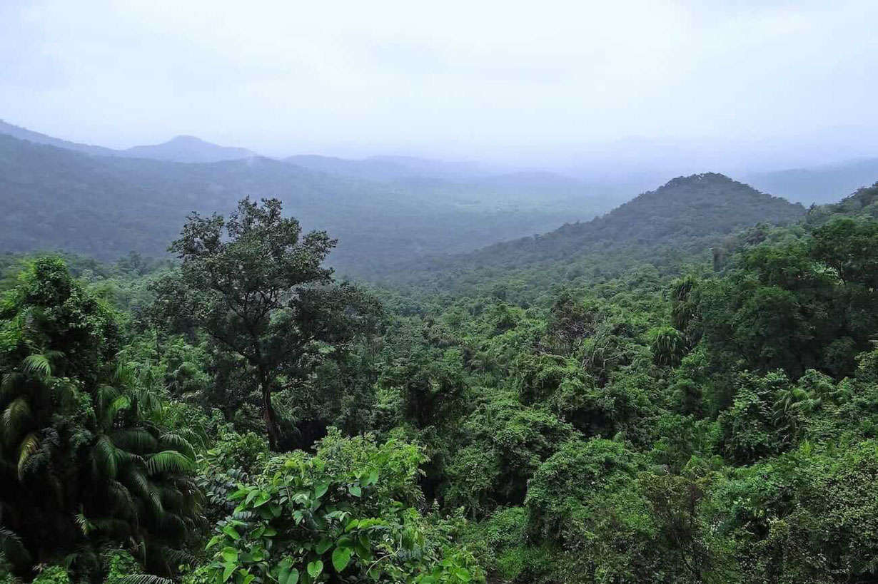 Blick über die Regenwälder vom Amazonas 
