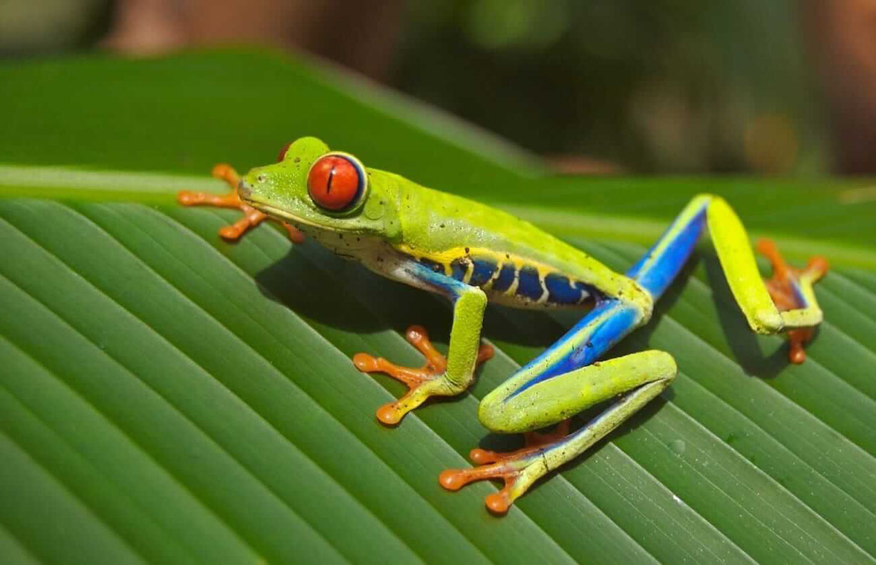 Rotaugenlaubfrosch sitzt auf einem grünen Blatt