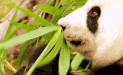 Panda eat bamboo - Bamboo arond the world