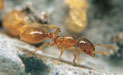 Solenopsis (diplorhoptrum) fugax
