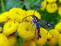 Sesiidae (Glasflügler)