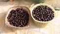 Maroni/Castagne