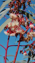 Eucalyptus torquata