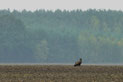 Seeadler