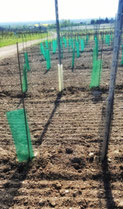 Weinland, Thermenregion, Frühling, Sommer, Weingarten, Handarbeit, Laub, Reben, Bad Vöslau, Jungpflanzen